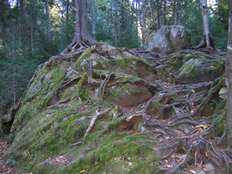  arbres-racines au Mont-Tremblant